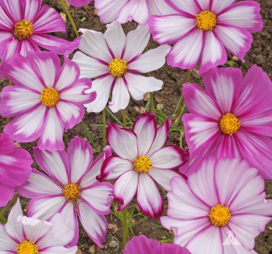 Cosmos Candy Stripe 6 Plants Per Punnet Kingsley Plants cosmos-candy-stripe-6-plants-per-punnet-kingsley-plants